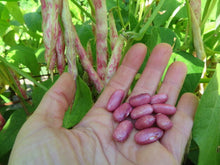 Haricot ‘Princess Rose’ (<em>Phaseolus vulgaris</em>)