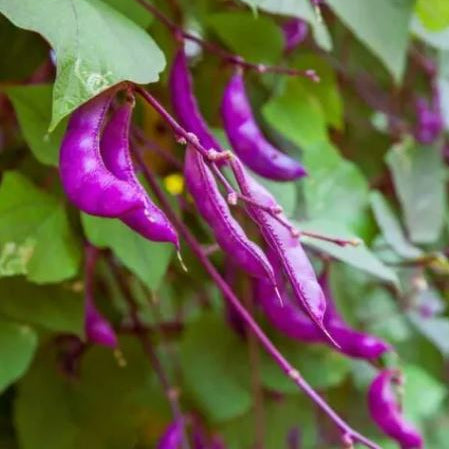 Organic 'Purple Moon Hyacinth' bean