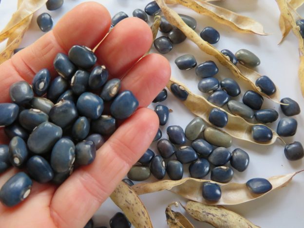 Haricot ‘San Bernardo Blue’ (<em>Phaseolus vulgaris</em>)
