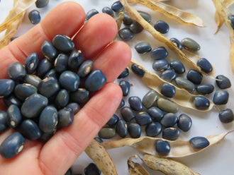 Bean 'San Bernardo Blue'