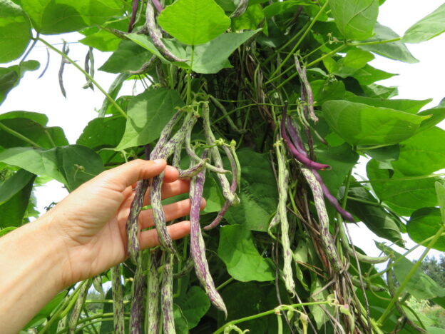Haricot ‘Selma Zèbre’ (<em>Phaseolus vulgaris</em>)