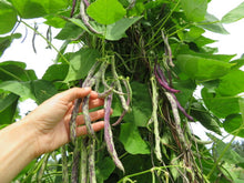 Haricot ‘Selma Zèbre’ (<em>Phaseolus vulgaris</em>)