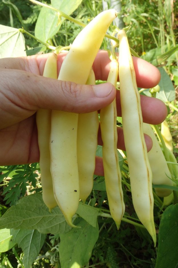 Haricot 'Serpedor'