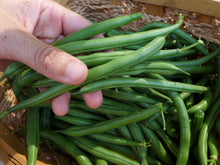 'Seychelles' Bean