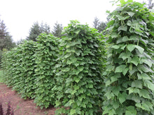 'Soissons Green' Bean