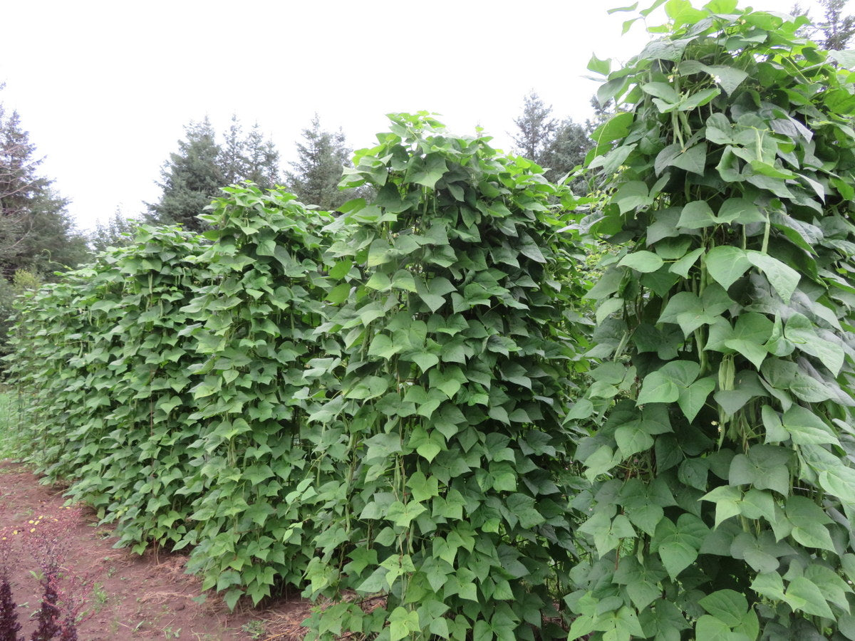 'Soissons Green' Bean
