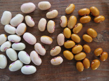 'Tabacchino' Bean