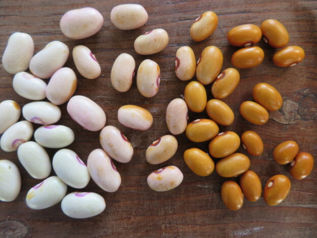 'Tabacchino' Bean