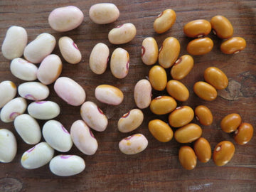 Haricot 'Tabacchino'