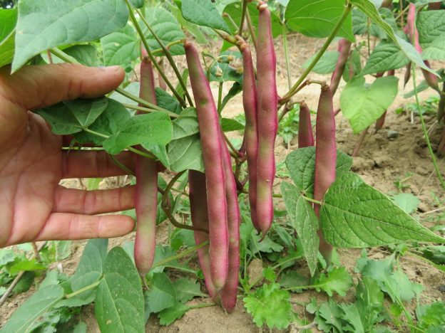 'Tanya's Pink Pod' Bean