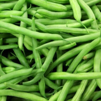 Haricot nain 'Tendergreen'