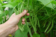 'Topcrop' Bean