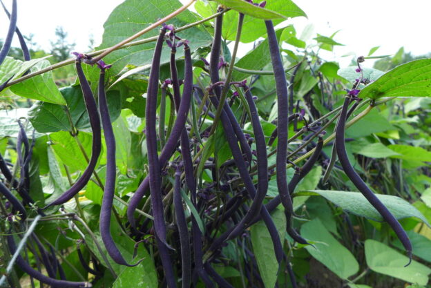 Haricot ‘Velour’ (<em>Phaseolus vulgaris</em>)