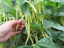 'Voletta' Bean