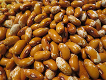 Haricot ‘Zuni Gold’ (<em>Phaseolus vulgaris</em>)