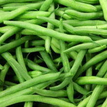 Pole Bean 'Kentucky Wonder Green' 