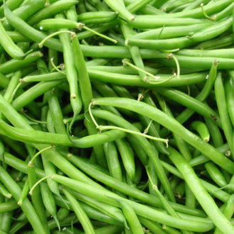 Haricot nain Black Valentine. Nombreuses gousses de haricots vertes réunies en tas. Le cadrage permet de voir les formes, les couleurs et les détails du sujet représenté. Les contours se détachent du fond de l’image, avec des différences de teinte et de texture visibles sur les surfaces. Cette vue accompagne la présentation du produit dans la boutique.