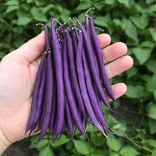 Organic 'Celine Pourpre' dwarf bean