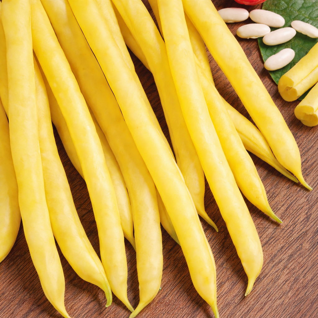 Organic 'Gold Rush' dwarf beans