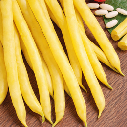 Organic 'Gold Rush' dwarf beans