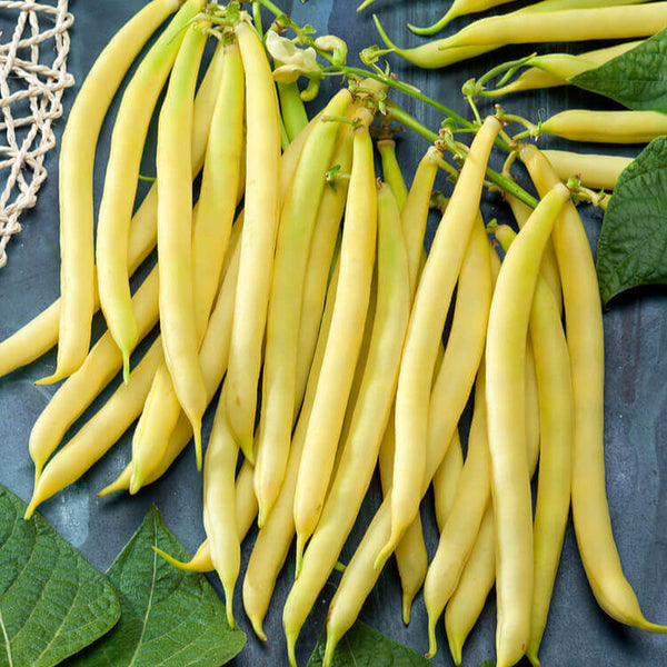 Haricot nain 'Golden Wax'