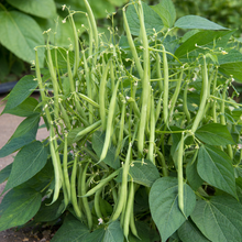 Green Mascot Dwarf Bean