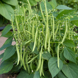 Green Mascot Dwarf Bean