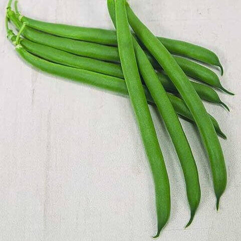 Haricot nain 'Outlaw'