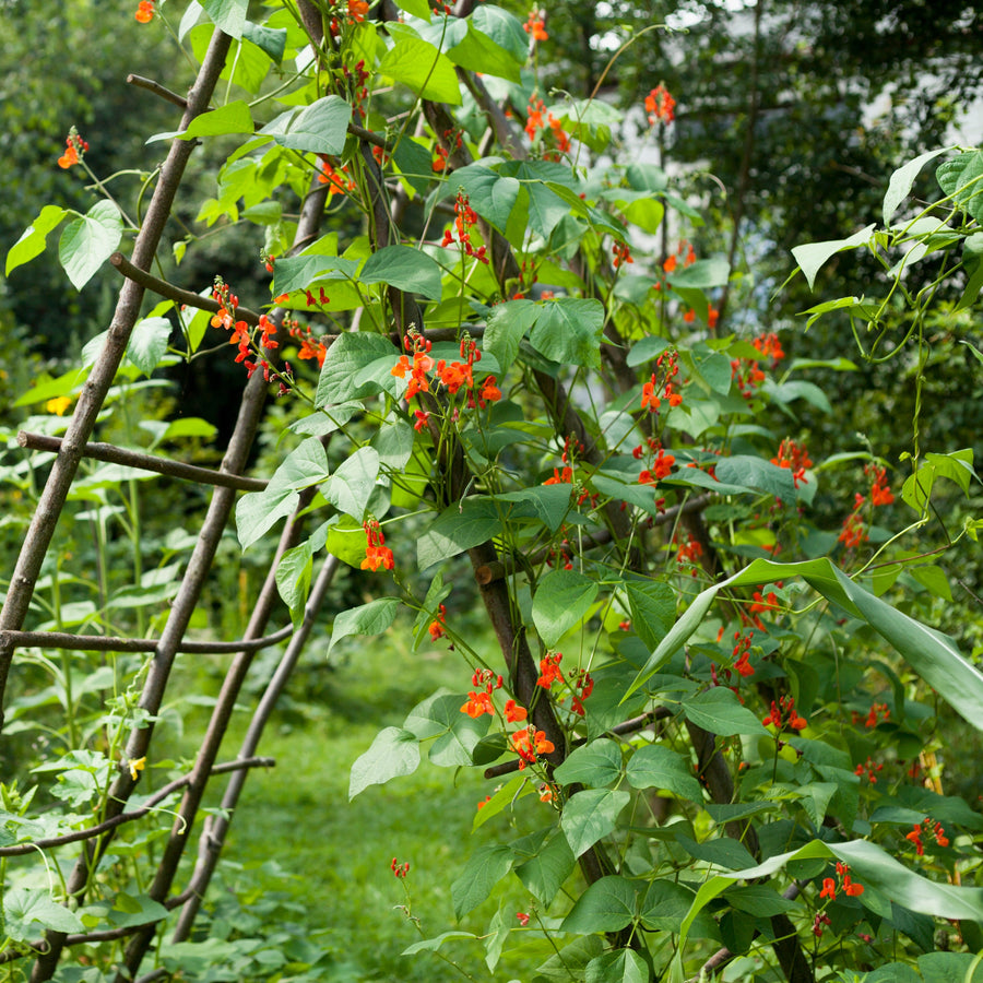 Haricot grimpant 'Scarlet Runner'