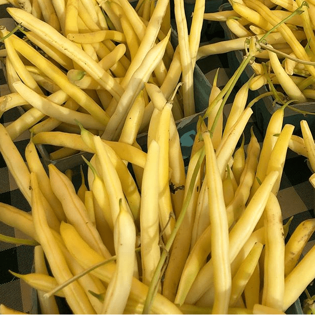 Haricot beurre 'Gold Rush Yellow Wax' bio