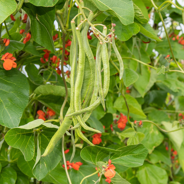 Scarlet runner bean
