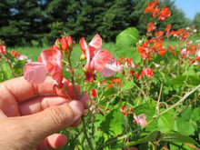 Spanish bean 'Hestia'