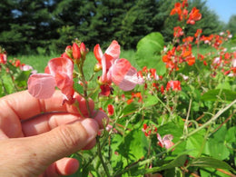 Spanish bean 'Hestia'
