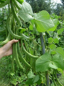 'Moonlight' Spanish Bean