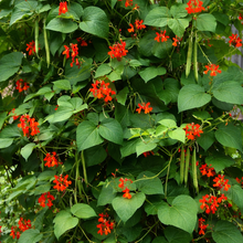Organic Scarlet Runner Bean