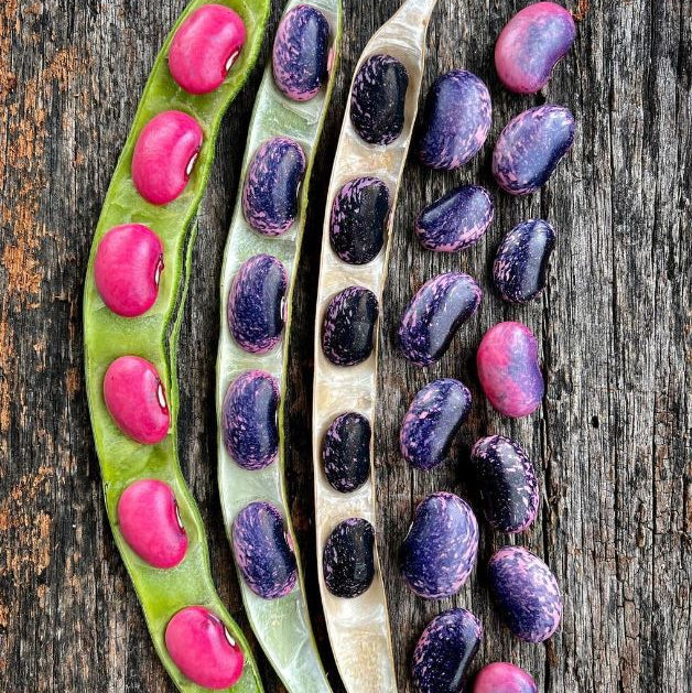 Organic 'Scarlet Runner Pole' climbing bean