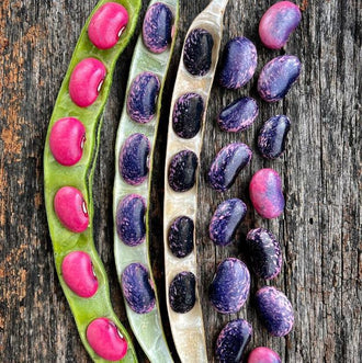 Organic 'Scarlet Runner Pole' Bean Seeds by Gaia, product image prepared for Canadian gardeners.
