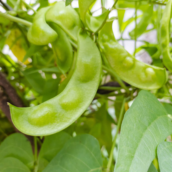 Fève de Lima 'Fordhook'