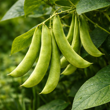Organic 'Henderson Bush' Lima Bean