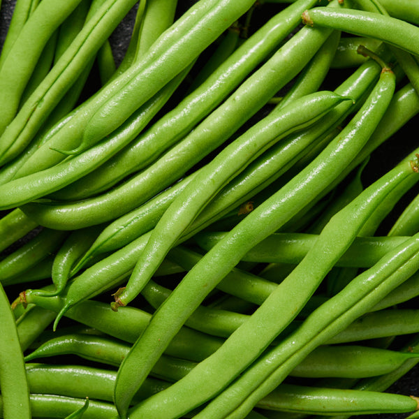 Haricot nain 'Serengeti'