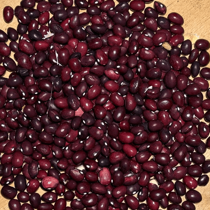 Organic 'Abenaki Cranberry' climbing bean