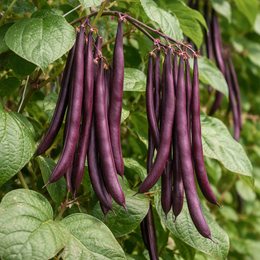 Organic 'Blue Coco' climbing bean