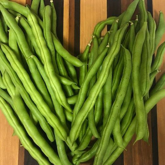 Organic 'Blue Lake Pole' climbing bean