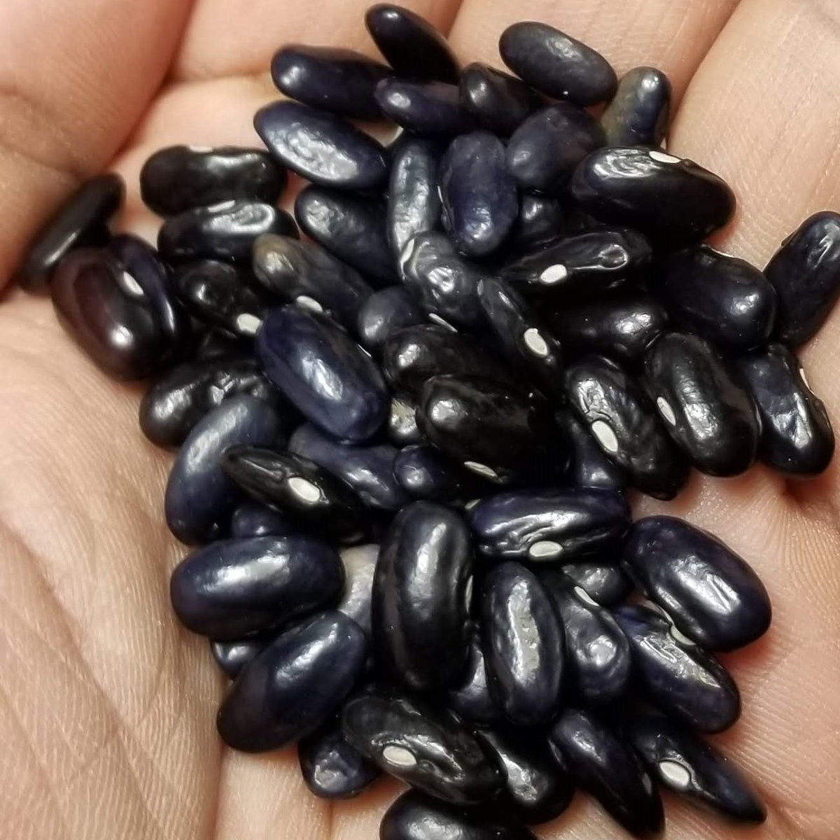Organic climbing bean 'Cherokee Trail of Tears'