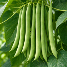  Pole Bean Green Cobra