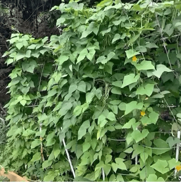 Organic 'Hogar Pole' climbing bean