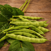 Pole Bean Kahnawake Mohawk 