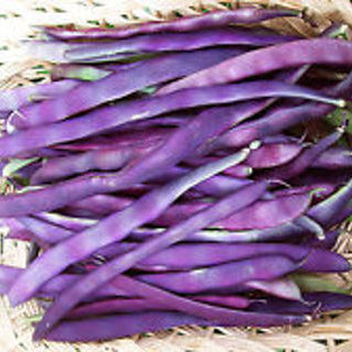 Haricot grimpant 'Louisiana Purple' bio