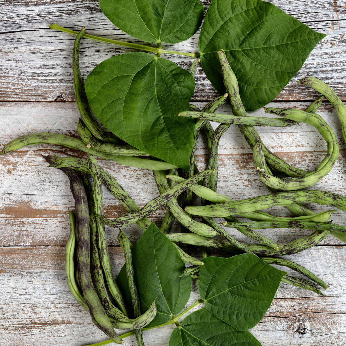 Haricot grimpant 'Rattlesnake'