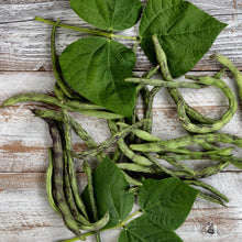 Haricot grimpant 'Rattlesnake'